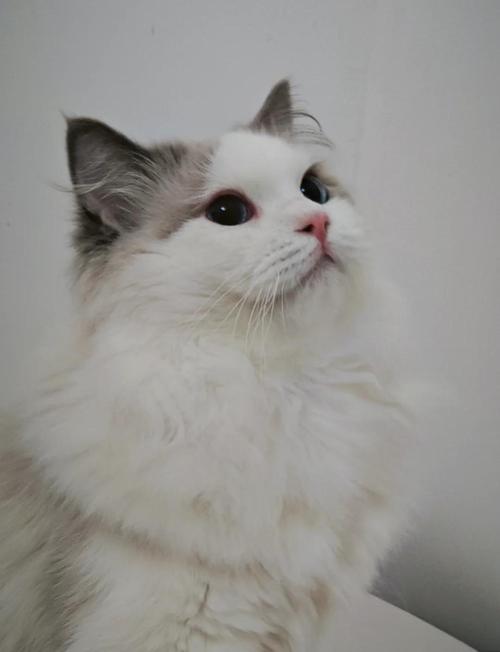 颜值高需细心养（最美布偶猫muffie）