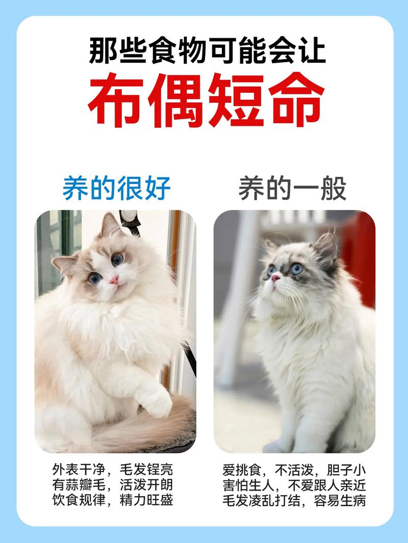 猫不能捡？科学救助流浪猫（老人为什么说猫不能捡）