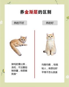 饮食安全，科学喂养，健康陪伴（养金渐层猫10大忌）