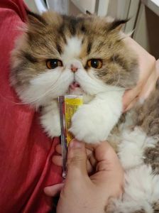 幼猫专用粮奶粉，猫条勿多食，健康成长（幼猫吃猫条好不好）