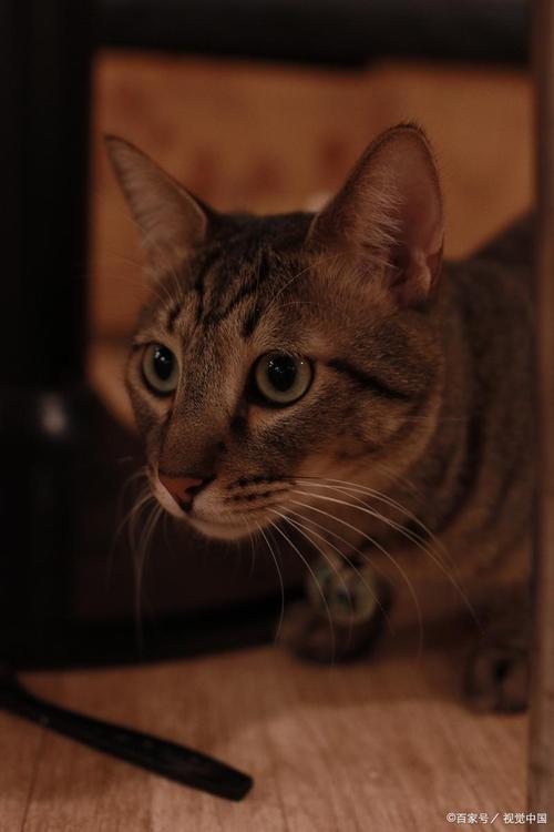 猫咪爱玳瑁还是三花？性别和审美偏好（玳瑁猫和三花猫哪个在猫眼中更好看）