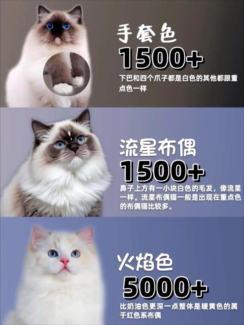 布偶猫价格因地区血统而异，普通品种价格适中（纯布偶猫多少钱一只）