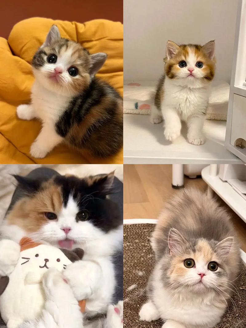 布偶猫三花配对生橘猫，猫咪习性多（布偶和三花配出来橘猫）