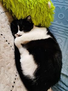 14斤猫算胖？关注健康科学减肥！（14斤的猫算不算胖）