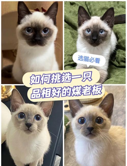 暹罗猫母猫贵？性格温顺更受欢迎（暹罗猫公的贵还是母的贵）