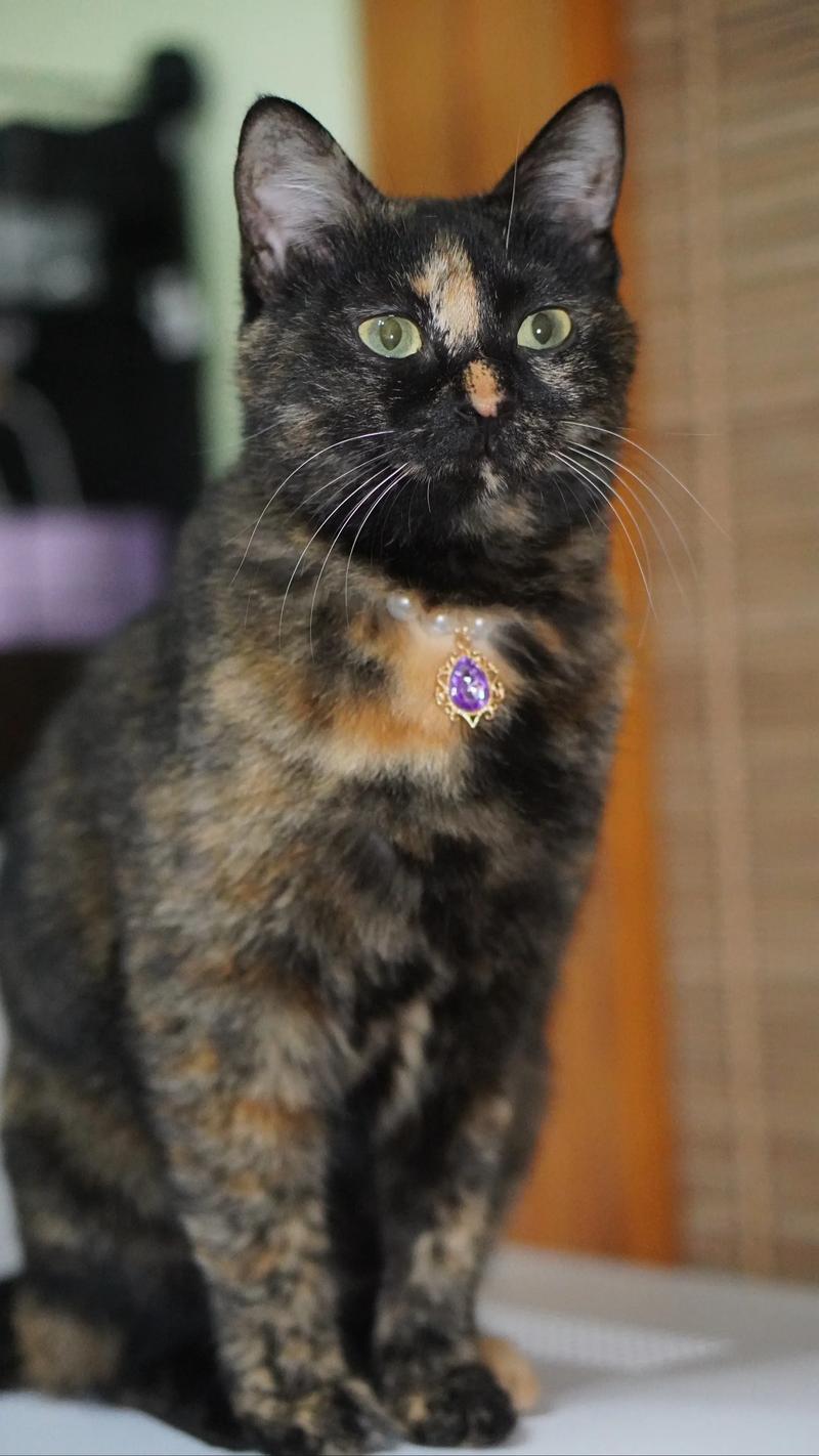 玳瑁猫价格差异大，从几十元到上万不等（玳瑁猫价位大概多少元一只）