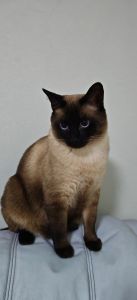 泰国古老猫咪，聪明粘人需关注（暹罗猫是哪个国家的）