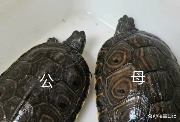 乌龟公母怎么分？看体型尾长短（乌龟能看出来来公母）
