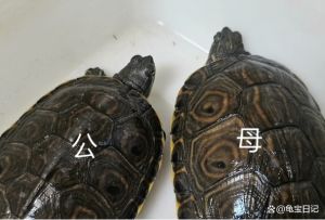 公母龟怎么分？四招看体型尾巴腹甲排泄孔（乌龟咋区分公母）