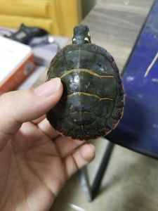 喜静水温和，养护需注意（东锦龟是哪个国家的）