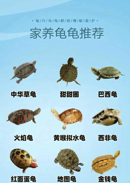 手机识别乌龟种类，养龟知识全知道！（图片识别乌龟）