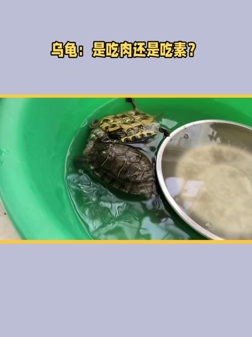 乌龟食性多样，注意平衡喂养（乌龟吃肉吗还是吃素）