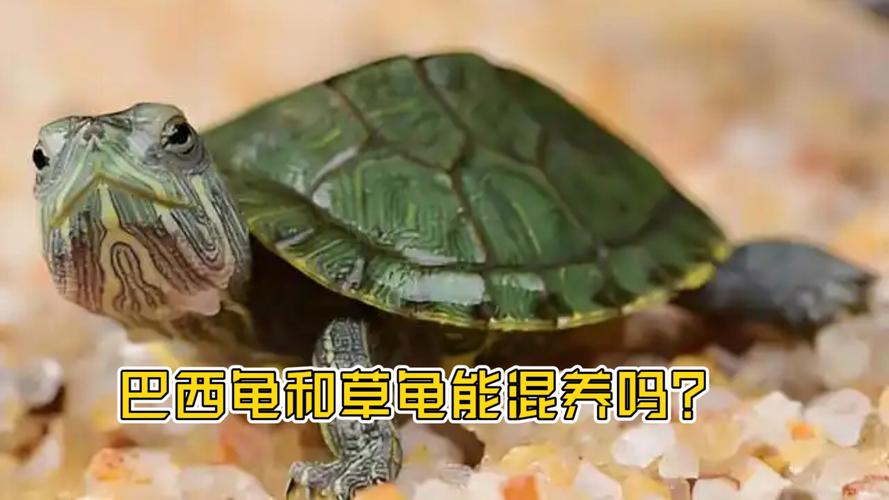 巴西龟凶猛伤草龟，分笼养更安全（草龟和巴西龟哪个打架更厉害）