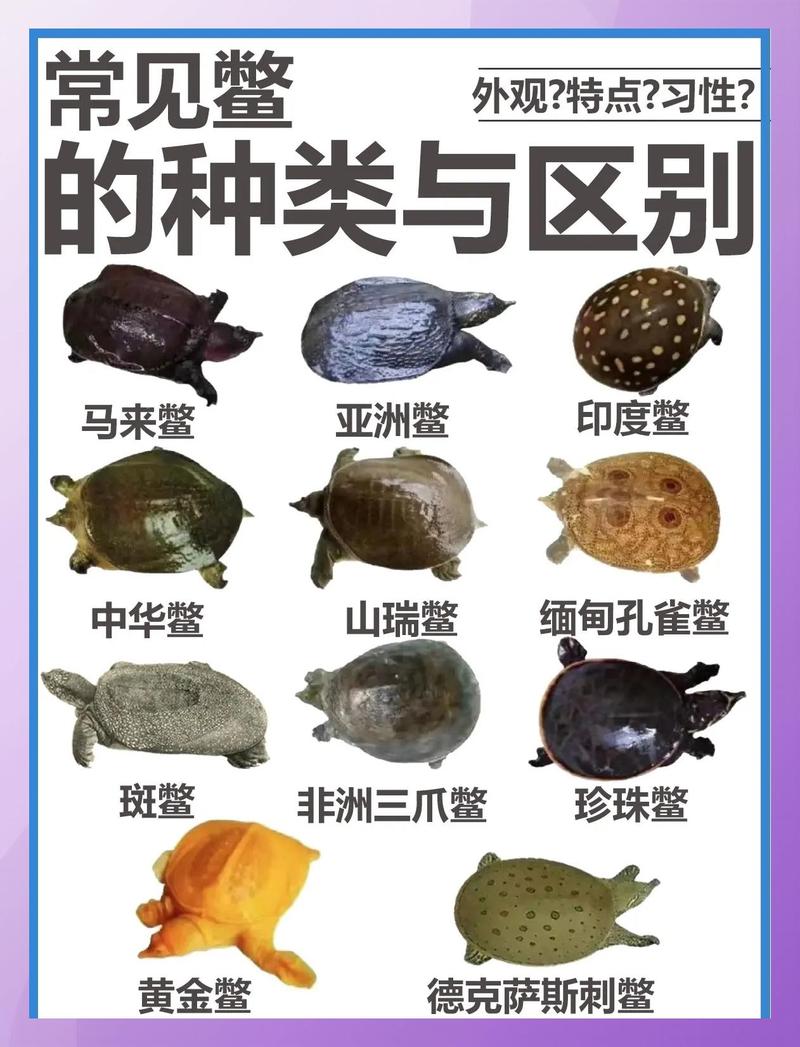 斑鳖仅存两只 公众助力保生物多样性（鳖和乌龟哪个更稀有）