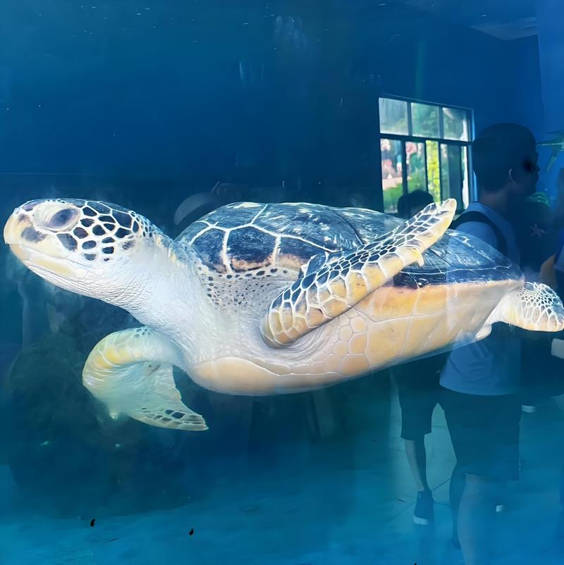 海龟乌龟区别与保护（海龟和乌龟的区别图片）