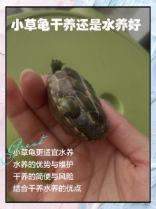 水龟适量，陆龟不水（冬天养龟需要放水吗）