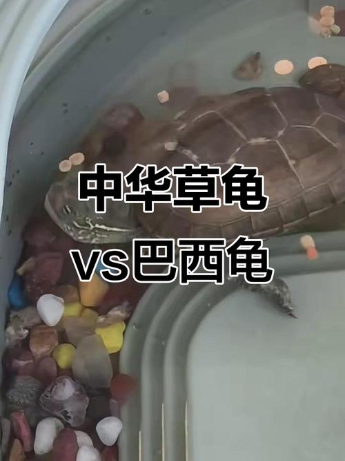 巴西龟聪明互动，草龟独立有个性，选哪种龟选哪种生活（巴西龟和草龟谁最聪明）