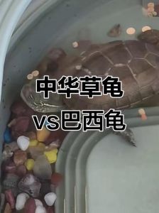 龟也聪明？记忆迷宫巴西龟认路强（草龟和巴西龟哪个智商高）