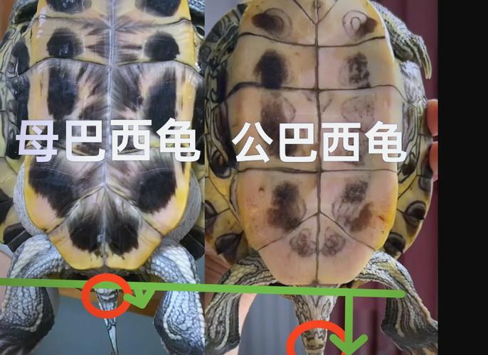 公龟脱肛怎么办？科学喂养是关键（公乌龟会把器官放出来怎么回事）