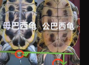 公龟脱肛怎么办？科学喂养是关键（公乌龟会把器官放出来怎么回事）