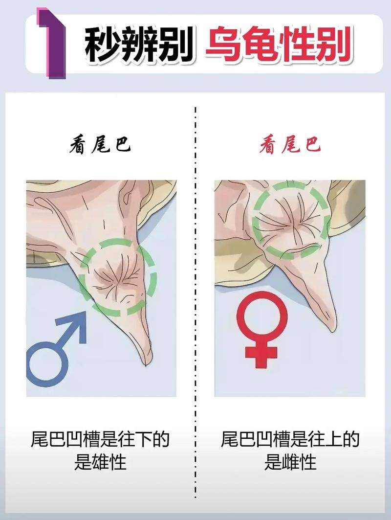 乌龟公母如何区分？看尾巴和泄殖孔！（乌龟怎么看公母区别图）