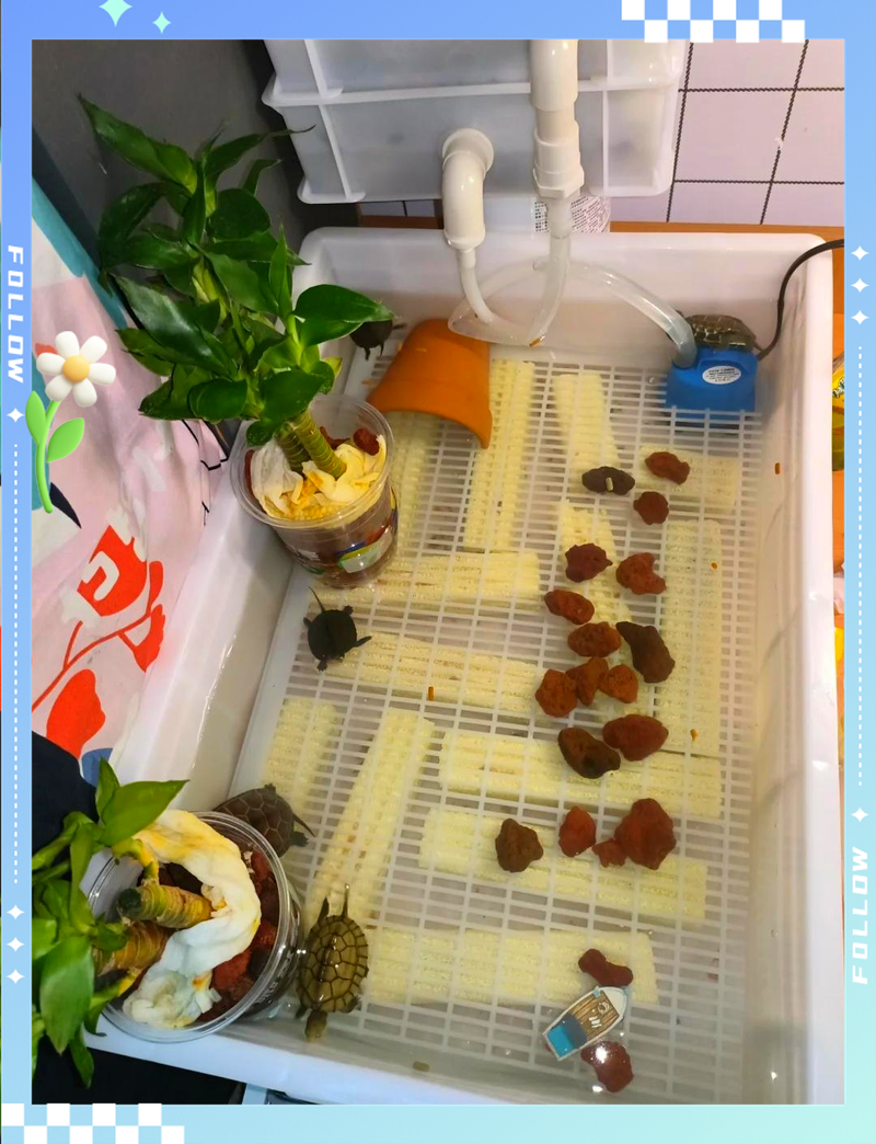 碘伏消毒，龟缸消毒超简单（新龟入鱼缸怎么消毒）
