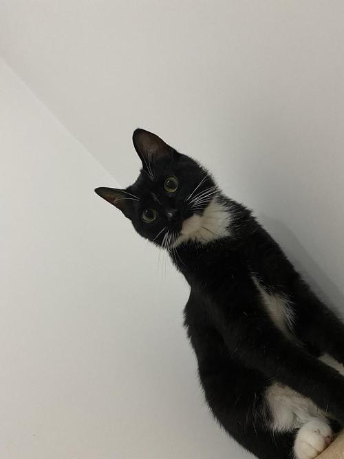 活泼温柔的黑白小伙伴（黑白色宠物猫是什么品种）