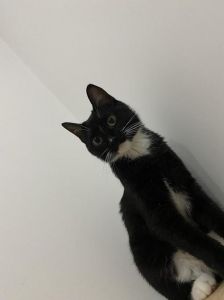 活泼温柔的黑白小伙伴（黑白色宠物猫是什么品种）