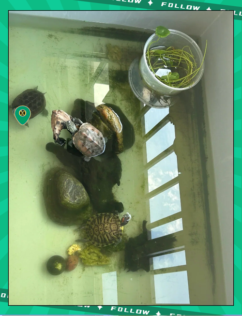 龟鱼混养注意水质，换水看情况，夏天勤点冬天少点（乌龟养鱼缸里多久换一次水）
