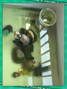 龟鱼混养注意水质，换水看情况，夏天勤点冬天少点（乌龟养鱼缸里多久换一次水）