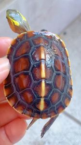 河南新县活化石黄缘闭壳龟，珍稀又美味！（黄色龟壳的龟）
