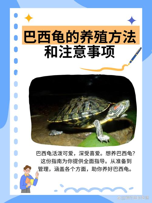 巴西龟饲养水温水质要点（巴西龟需要放很多水吗）