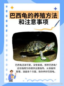 巴西龟饲养水温水质要点（巴西龟需要放很多水吗）