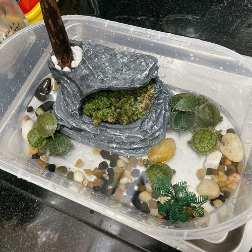 实用美观，满足不同龟种需求（养龟缸布置图片）