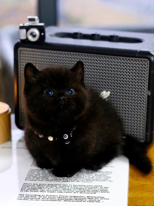 养猫知识及黑猫误解（黑色的宠物猫叫什么）
