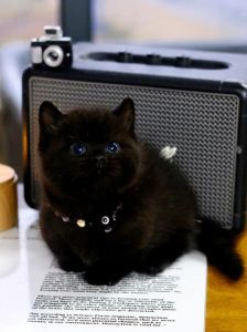 养猫知识及黑猫误解（黑色的宠物猫叫什么）