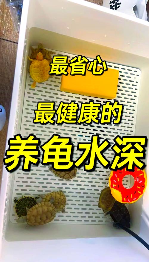 水龟深，陆龟浅（4公分的小龟缸里要加水）