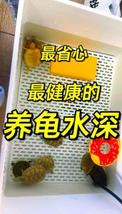 水龟深，陆龟浅（4公分的小龟缸里要加水）