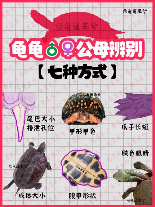 龟公龟母怎么分？看背甲腹甲尾巴孔！（如何分辨龟的男女）