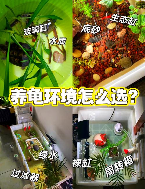 乌龟收纳箱怎么选？大小透明无味是关键！（收纳箱养乌龟怎么布置）