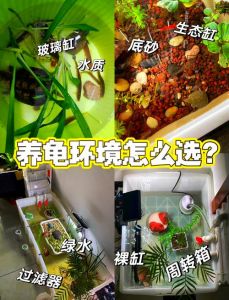 乌龟收纳箱怎么选？大小透明无味是关键！（收纳箱养乌龟怎么布置）