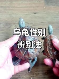 绿海龟公母辨别方法（绿海龟怎么辨别公母）