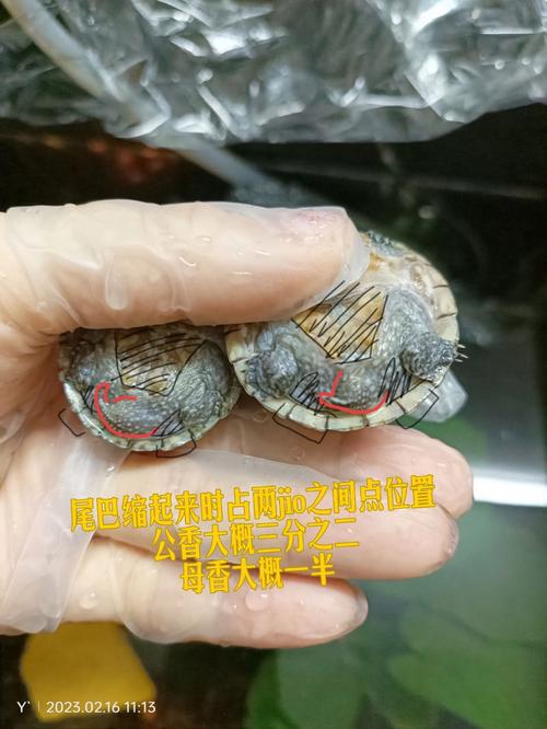 麝香蛋龟公母看尾巴，新手优选，性价比高！（麝香蛋龟公母尾巴照片）