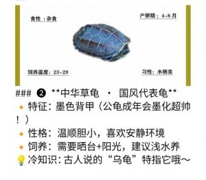 巴西龟水陆环境搭建与科学喂养（巴西龟的饲养方法喂食）