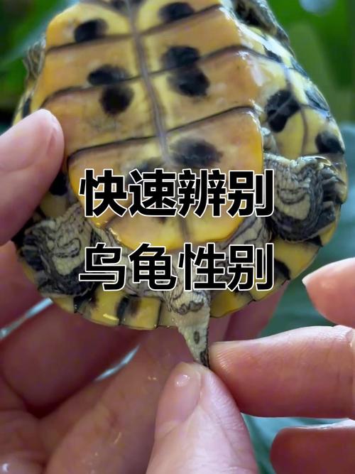 草龟公母看体型尾巴，辨别方法超简单！（草龟如何区分公母图解）