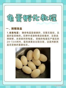乌龟产卵后别乱碰，正确孵化小乌龟（乌龟在龟缸产卵后该怎么办）