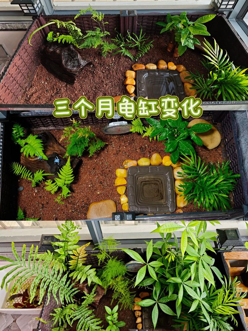 选对位置和材质（怎样布置乌龟缸图解）
