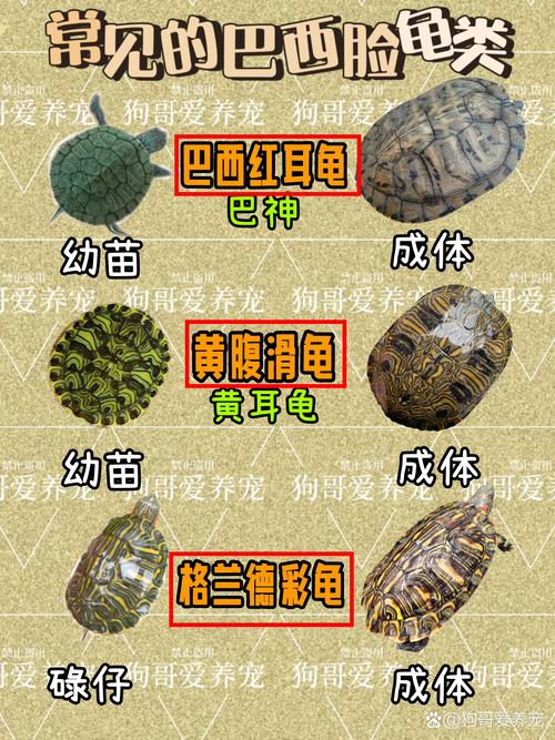巴西龟地图龟混养注意事项（巴西龟和地图龟能不能一起养）