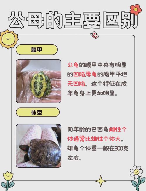 龟公母看尾巴和肚子，区别大着呢！（乌龟公母的区别图片）