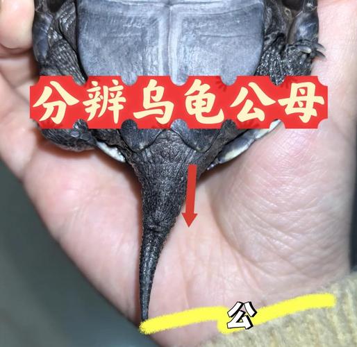 成年特征明显（乌龟公母如何区分图片）